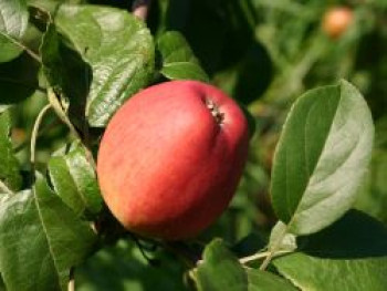 Apfel &#8218;Erbachhofer Mostapfel&#8216;, Stamm 40-60 cm, 120-160 cm, Malus &#8218;Erbachhofer Mostapfel&#8216;, Wurzelware