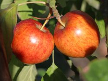 Apfel &#8218;Geheimrat Dr. Oldenburg&#8216;, Stamm 40-60 cm, 120-160 cm, Malus &#8218;Geheimrat Dr. Oldenburg&#8216;, Containerware