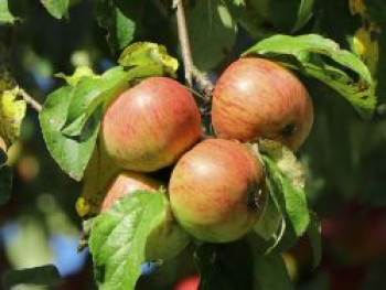 Apfel 'Harberts Renette', Stamm 40-60 cm, 120-160 cm, Malus domestica 'Harberts Renette', Containerware