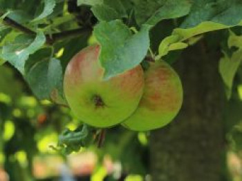 Apfel 'Lohrer Rambur', Stamm 40-60 cm, 120-160 cm, Malus domestica 'Lohrer Rambur', Containerware