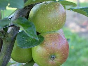 Apfel &#8218;Pohorka&#8216;, Stamm 40-60 cm, 120-160 cm, Malus &#8218;Pohorka&#8216;, Containerware