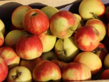 Apfel 'Reka', Stamm 40-60 cm, 120-160 cm, Malus 'Reka', Containerware