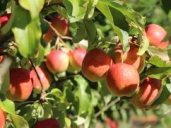 Apfel 'Rewena' ®, Stamm 40-60 cm, 120-160 cm, Malus domestica 'Rewena' ®, Containerware