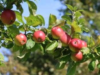 Apfel 'Rheinischer Krummstiel', Stamm 40-60 cm, 120-160 cm, Malus domestica 'Rheinischer Krummstiel', Containerware