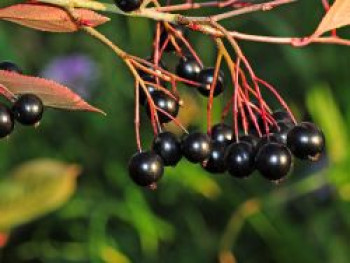 Apfelbeere 'Aron', 15-20 cm, Aronia melanocarpa 'Aron', Topfware