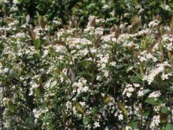 Apfelbeere 'Brilliant', 40-60 cm, Aronia arbutifolia 'Brilliant', Containerware