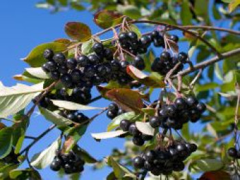 Apfelbeere &#8218;Hugin&#8216;, 15-20 cm, Aronia melanocarpa &#8218;Hugin&#8216;, Topfware