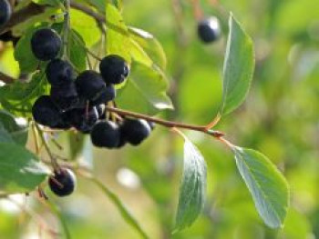 Apfelbeere 'Nero', 100-125 cm, Aronia prunifolia 'Nero', Containerware