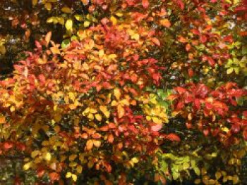 Apfeldorn / Lederblättriger Weißdorn 'Carrierei', 100-125 cm, Crataegus x lavallei 'Carrierei', Containerware