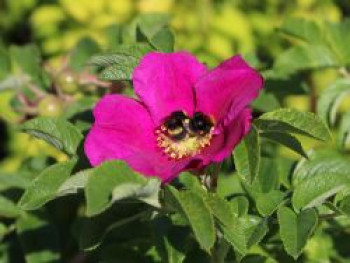 Apfelrose / Kartoffelrose / Hagebutte, 15-20 cm, Rosa rugosa, Topfware