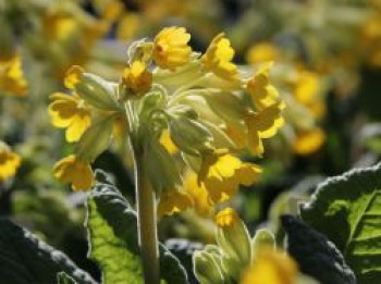 Apotheker-Schlüsselblume / Himmelsschlüssel, Primula veris, Topfware