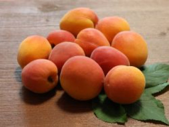 Aprikose 'Bhart', Stamm 40-60 cm, 120-160 cm, Prunus armeniaca 'Bhart', Containerware