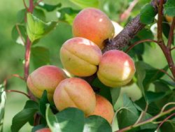 Aprikose &#8218;Goldrich&#8216;, Stamm 40-60 cm, Prunus armeniaca &#8218;Goldrich&#8216;, Containerware