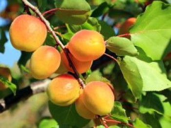 Aprikose &#8218;Hargrand&#8216;, Stamm 40-60 cm, 120-160 cm, Prunus armeniaca &#8218;Hargrand&#8216;, Containerware