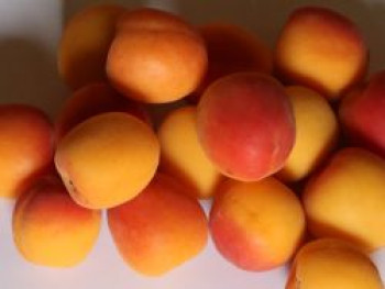 Aprikose 'Harogem', Stamm 40-60 cm, 120-160 cm, Prunus armeniaca 'Harogem', Containerware