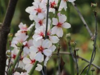 Aprikose &#8218;Iziagat&#8216;, Stamm 40-60 cm, 120-160 cm, Prunus armeniaca &#8218;Iziagat&#8216;, Containerware