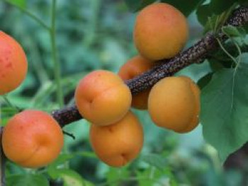 Aprikose 'Kioto', Stamm 40-60 cm, 140-160 cm, Prunus armeniaca 'Kioto', Containerware