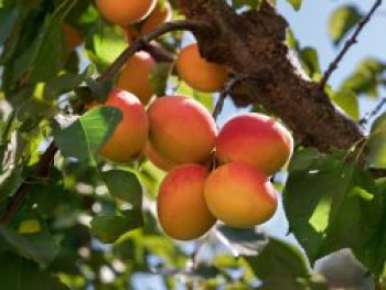 Aprikose &#8218;Kuresia&#8216;, Stamm 40-60 cm, Prunus armeniaca &#8218;Kuresia&#8216;, Containerware