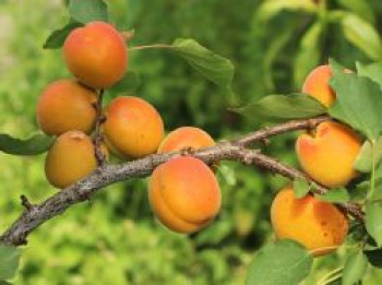 Aprikose &#8218;Mombacher Frühaprikose&#8216;, Stamm 40-60 cm, 120-160 cm, Prunus armeniaca &#8218;Mombacher Frühaprikose&#8216;, Containerware