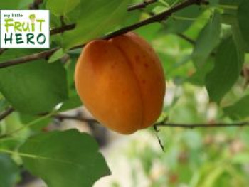 Aprikose my little FRUIT HERO ® 'Bergeron', Stamm 40-60 cm, 120-160 cm, Prunus armeniaca my little FRUIT HERO ® 'Bergeron', Stämmchen