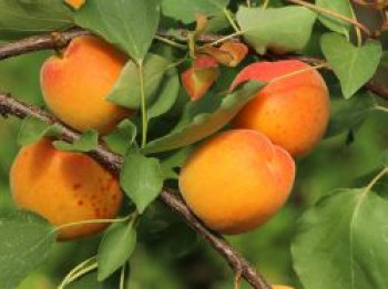 Aprikose 'Orangered', 80-100 cm, Prunus armeniaca 'Orangered', Containerware