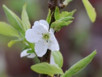 Aprikosen-Pflaume 'Aprisali' ®, Stamm 40-60 cm, 120-160 cm, Prunus armeniaca 'Aprisali' ®, Stämmchen