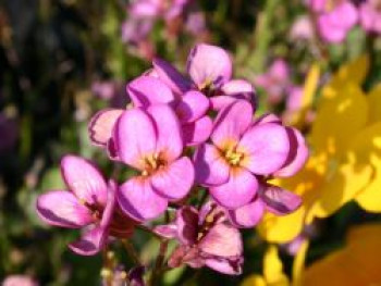 Arends-Gänsekresse 'Compinkie', Arabis x arendsii 'Compinkie', Topfware