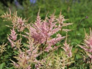 Arends Prachtspiere &#8218;Anita Pfeifer&#8216;, Astilbe x arendsii &#8218;Anita Pfeifer&#8216;, Topfware