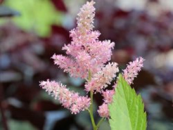 Arends Prachtspiere &#8218;Astary Pink&#8216; ®, Astilbe x arendsii &#8218;Astary Pink&#8216; ®, Topfware