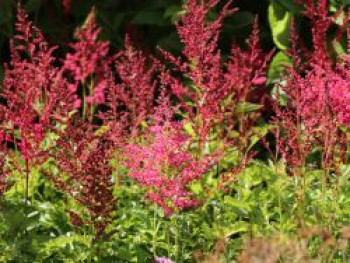 Arends-Prachtspiere &#8218;Astary Red&#8216; ®, Astilbe x arendsii &#8218;Astary Red&#8216; ®, Topfware