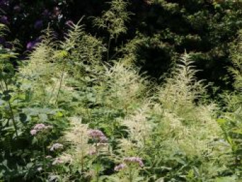 Arends Prachtspiere 'Brautschleier', Astilbe x arendsii 'Brautschleier', Containerware