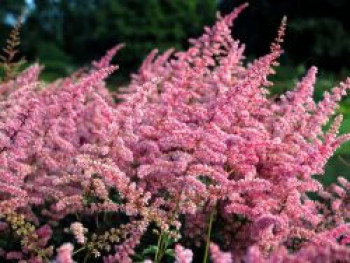 Arends Prachtspiere &#8218;Cattleya&#8216;, Astilbe x arendsii &#8218;Cattleya&#8216;, Topfware