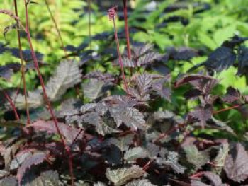 Arends Prachtspiere &#8218;Chocolate Shogun&#8216; ®, Astilbe x arendsii &#8218;Chocolate Shogun&#8216; ®, Topfware