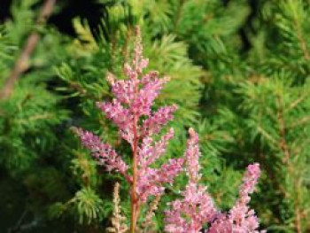 Arends Prachtspiere 'Darwin’s Dream', Astilbe x arendsii 'Darwin's Dream', Topfware