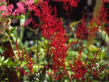 Arends Prachtspiere &#8218;Else Schluck&#8216;, Astilbe x arendsii &#8218;Else Schluck&#8216;, Topfware