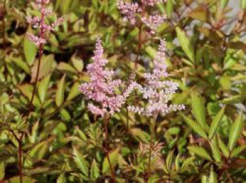 Arends Prachtspiere 'Erika', Astilbe x arendsii 'Erika', Topfware