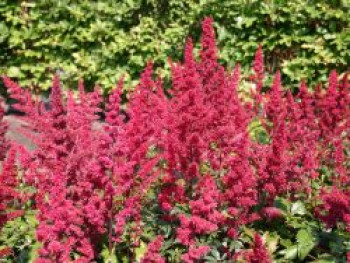 Arends Prachtspiere 'Fanal', Astilbe x arendsii 'Fanal', Containerware