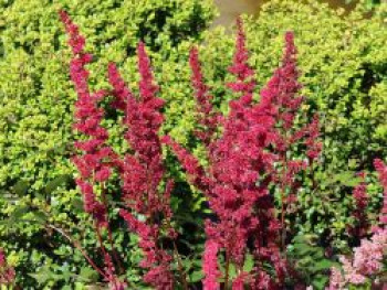 Arends Prachtspiere &#8218;Feuer&#8216;, Astilbe x arendsii &#8218;Feuer&#8216;, Topfware