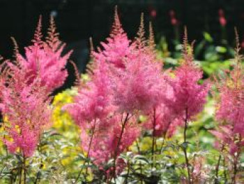 Arends Prachtspiere &#8218;Gloria Purpurea&#8216;, Astilbe x arendsii &#8218;Gloria Purpurea&#8216;, Topfware