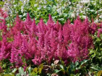 Arends Prachtspiere &#8218;Glut&#8216;, Astilbe x arendsii &#8218;Glut&#8216;, Topfware