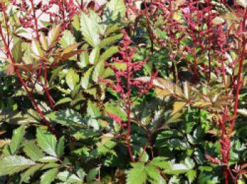Arends Prachtspiere 'Granat', Astilbe x arendsii 'Granat', Topfware