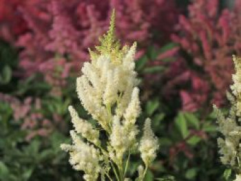 Arends Prachtspiere &#8218;Weiße Gloria&#8216;, Astilbe x arendsii &#8218;Weiße Gloria&#8216;, Topfware