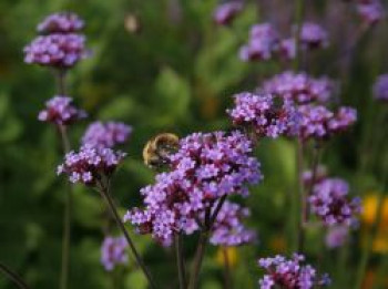 Argentinisches Eisenkraut, Verbena bonariensis, Containerware