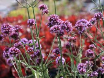 Argentinisches Eisenkraut 'Purple Tower', Verbena bonariensis 'Purple Tower', Containerware