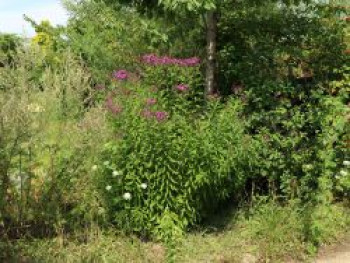 Arkansas-Scheinaster &#8218;Mammuth&#8216;, Vernonia crinita &#8218;Mammuth&#8216;, Topfware