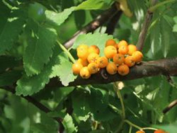 Arnolds Eberesche / Gelbfruchtende Eberesche 'Golden Wonder', 10-20 cm, Sorbus arnoldiana 'Golden Wonder', Topfware
