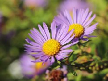 Aromatische Aster &#8218;October Skies&#8216;, Aster oblongifolius &#8218;October Skies&#8216;, Topfware