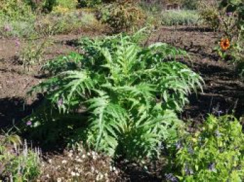 Artischocke 'Cardy', Cynara cardunculus 'Cardy', Topfware