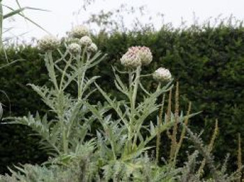 Artischocke, Cynara scolymus, Topfware