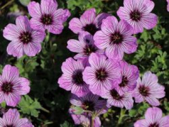 Aschgrauer Storchschnabel &#8218;Ballerina&#8216;, Geranium cinereum &#8218;Ballerina&#8216;, Topfware